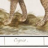 Small poster about the tiger, after an old engraving from 1610.