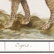 Affiche sur le tigre, d’après une gravure ancienne de 1610