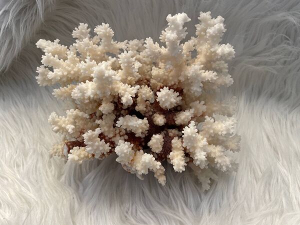 Corail Naturel Ancien