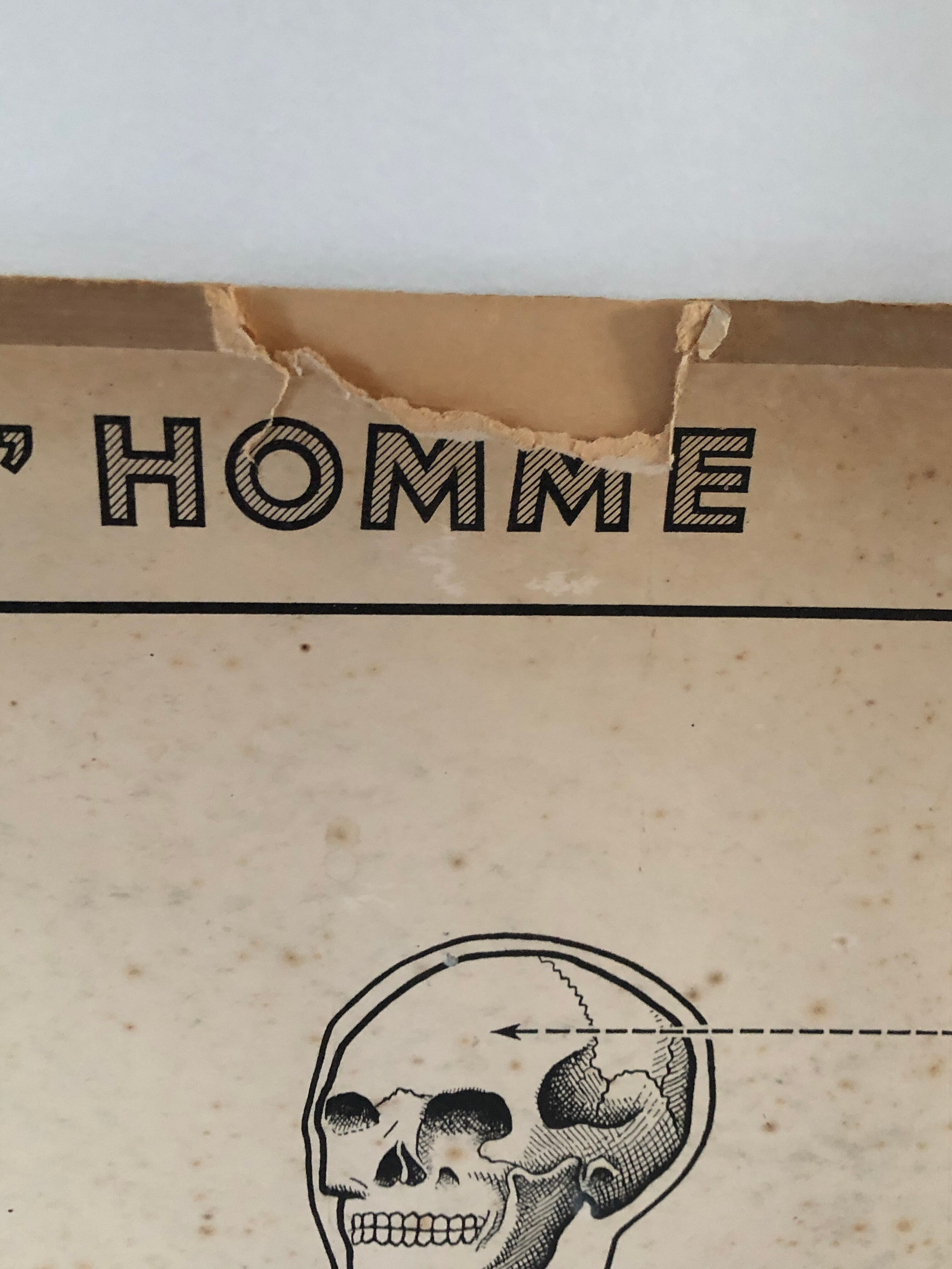 Educational poster Hatier 1950, skeleton plates and excretion