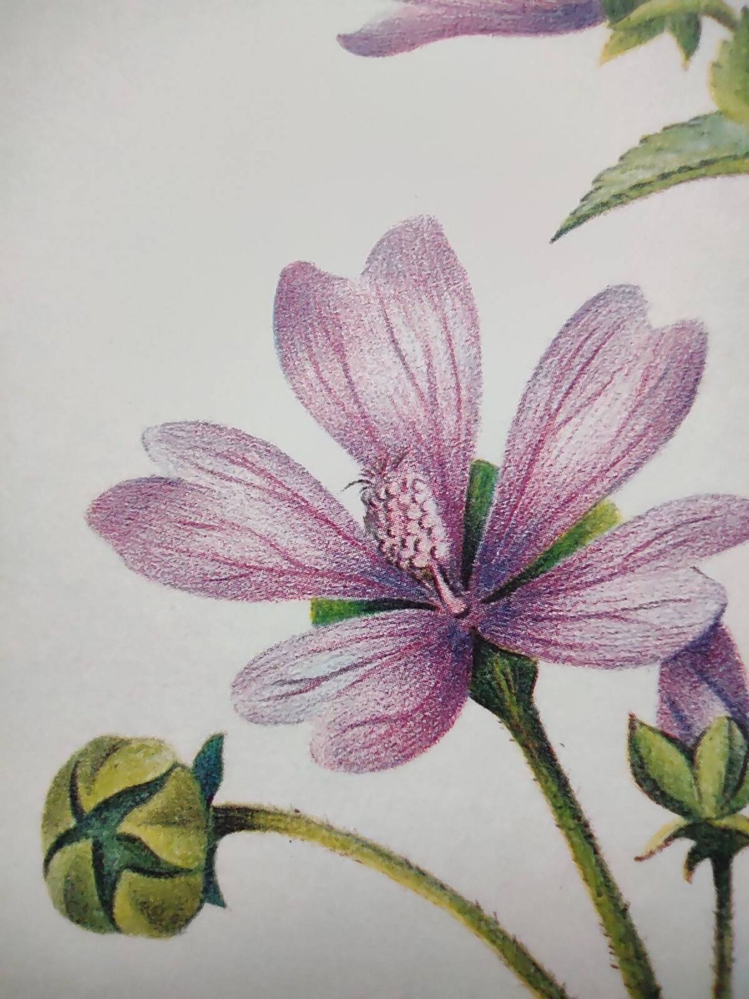 Botanical poster -Mauve- Illustration of medicinal plants and herbs by Michaud