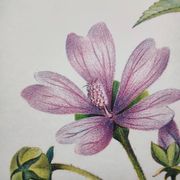 Botanical poster -Mauve- Illustration of medicinal plants and herbs by Michaud