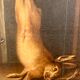 Still life of the nineteenth century