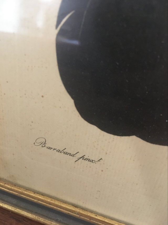 Ornithological board "The Giant Touraco" by Barrabant.