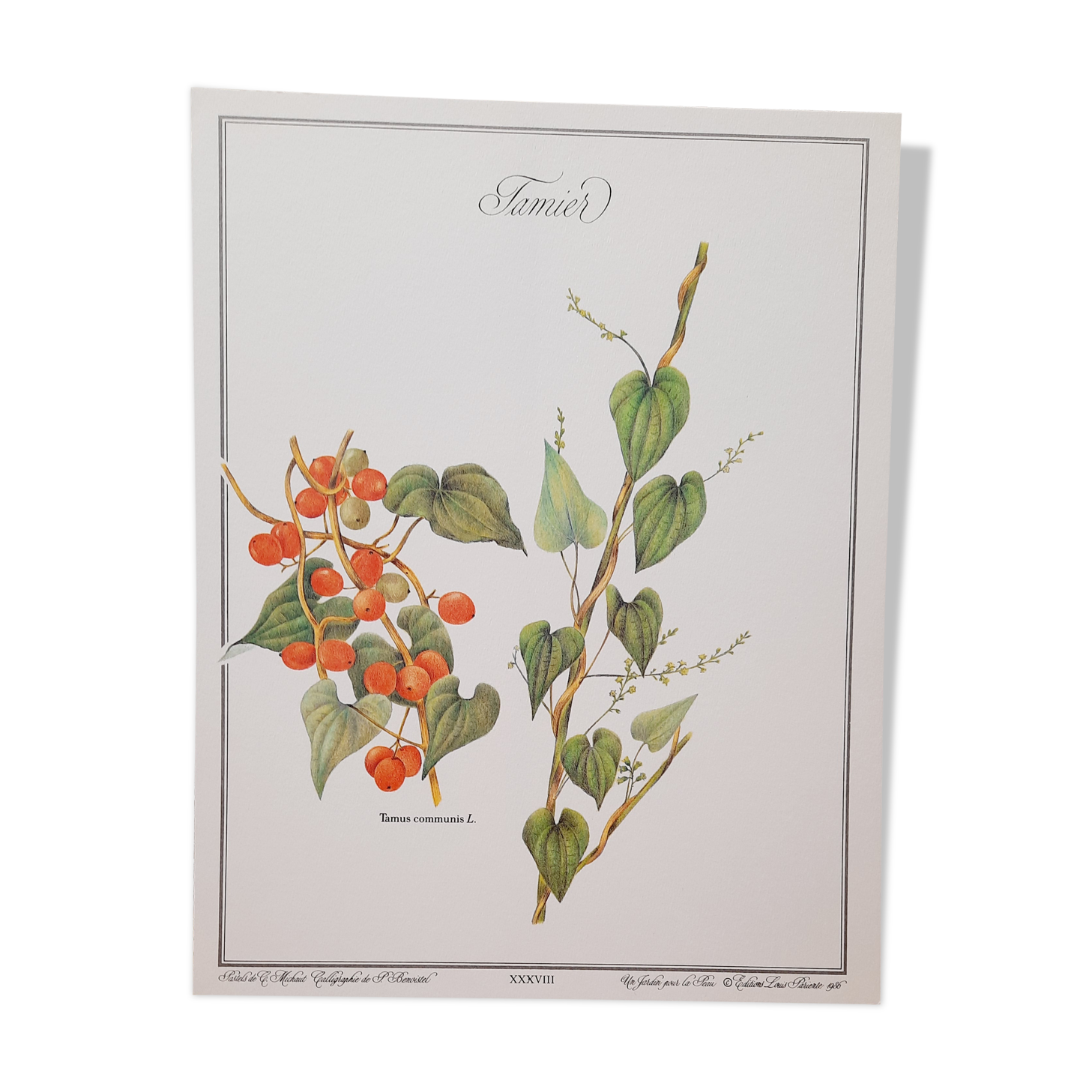 Tamier botanical plank