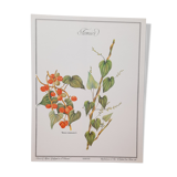 Tamier botanical plank