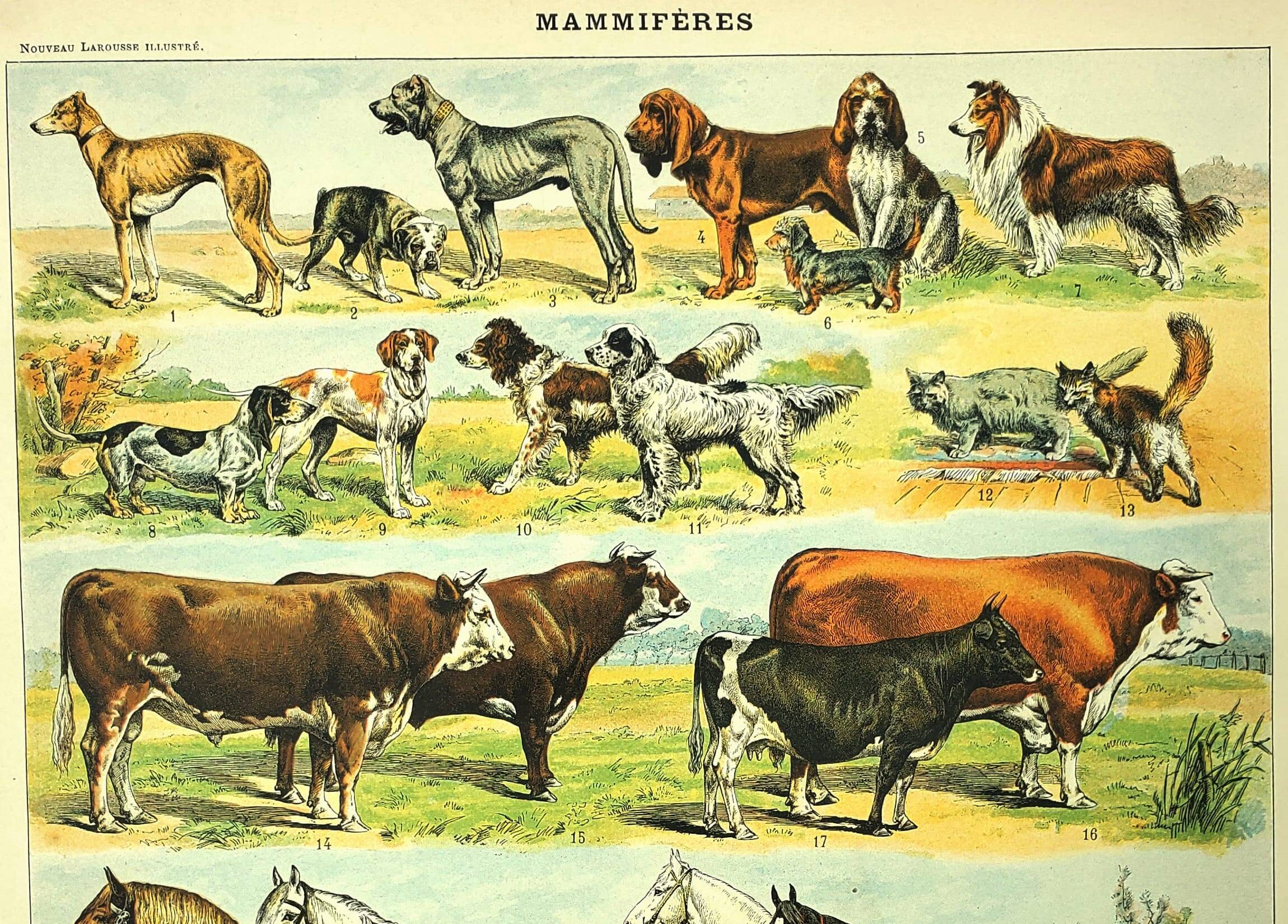 Antique engraving 1897 - Mammals 4, animals, zoology
