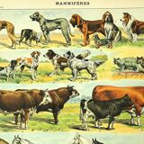 Gravure ancienne 1897 - Mammifères, animaux, zoologie