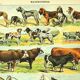 Antique engraving 1897 - Mammals 4, animals, zoology