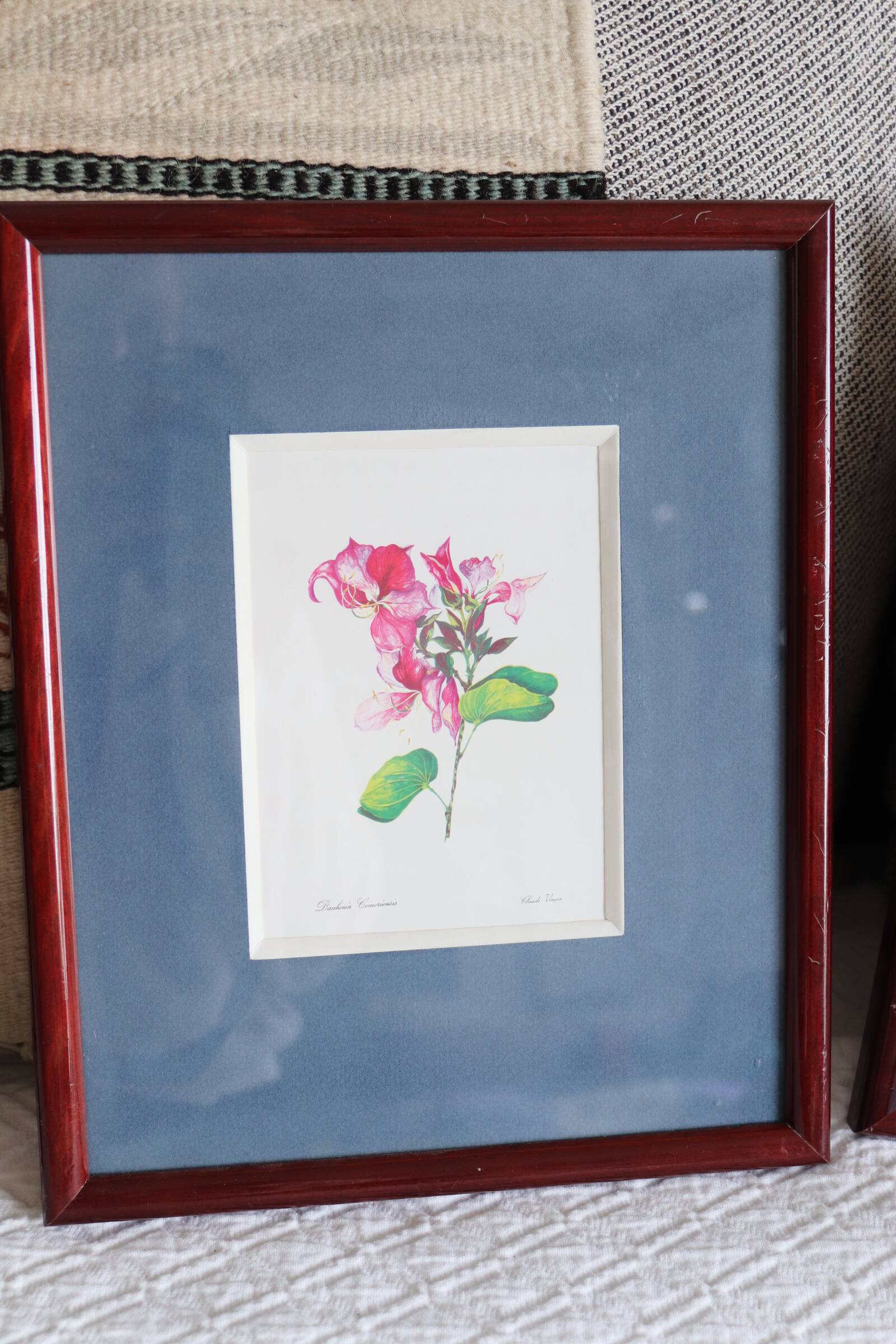 3 botanical illustrations flowers Claude vinçon