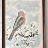 Watercolor bird Pinson signed vintage