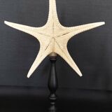 Cabinet of Curiosities starfish poraster superbus on base