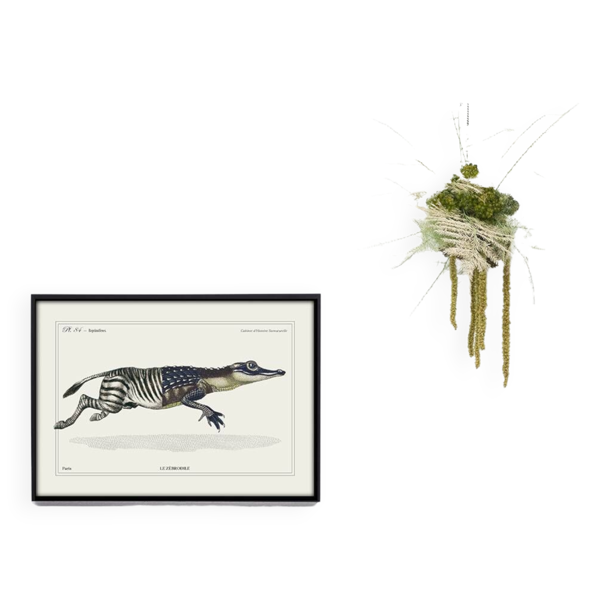 Lithograph engraving chimera animal - the zebrodile