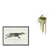 Lithograph engraving chimera animal - the zebrodile