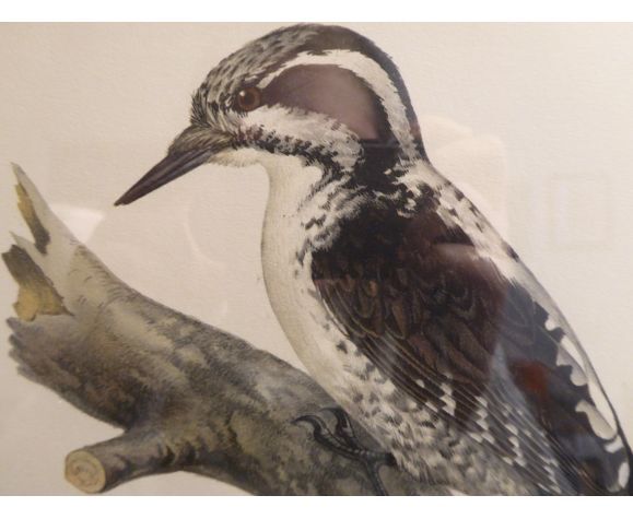 Natural History Color Lithography Tridactyl Pic 1929