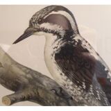 Natural History Color Lithography Tridactyl Pic 1929