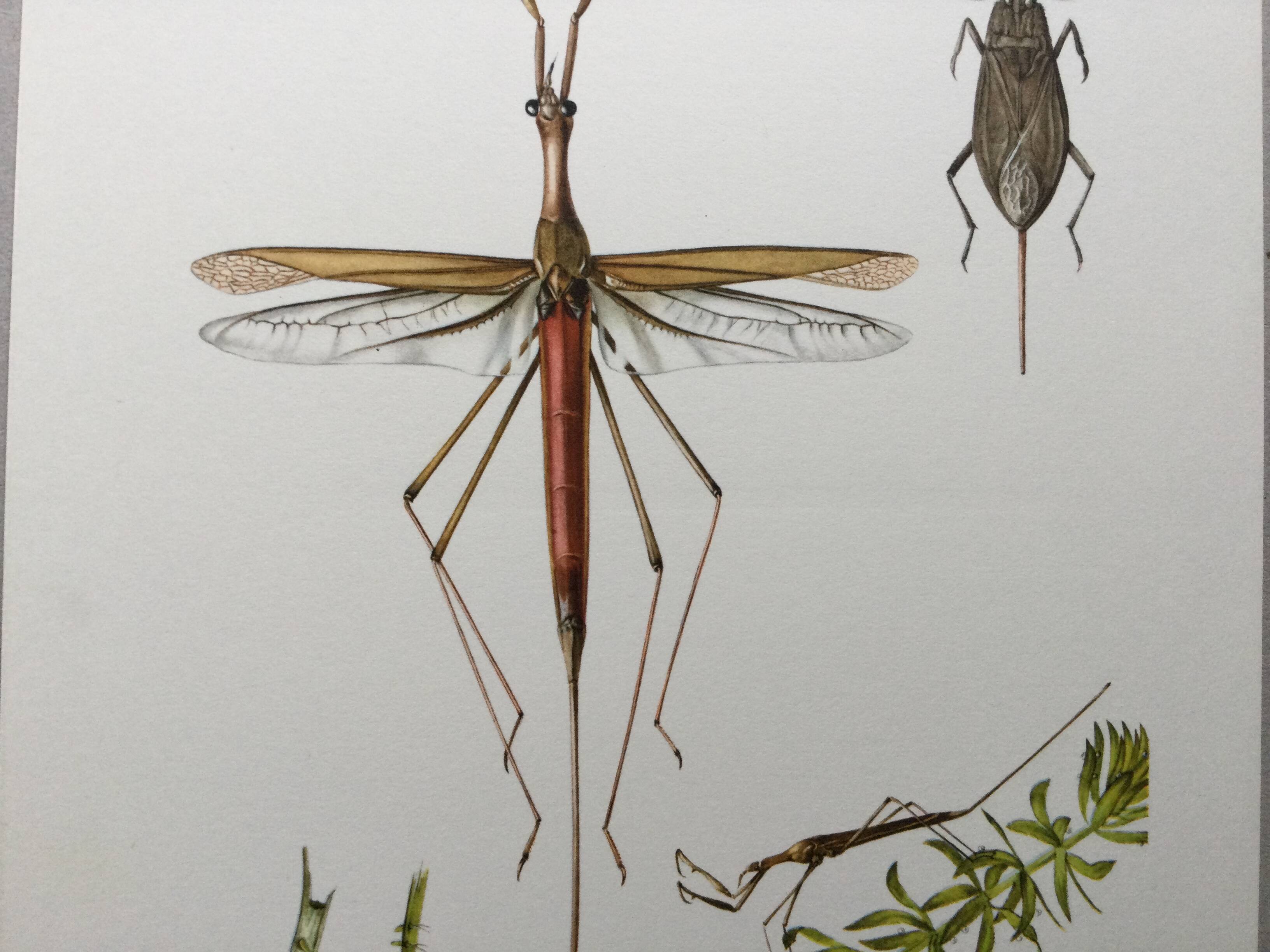 Vintage insect print. Original plate 1969.