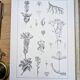 Printed in 1889, the Gentianaceae. Old botanical plate.