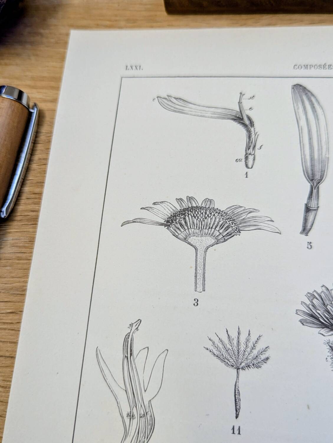 Printed in 1889, the composites. Old botanical plate.