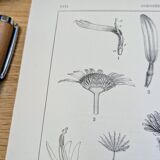 Printed in 1889, the composites. Old botanical plate.