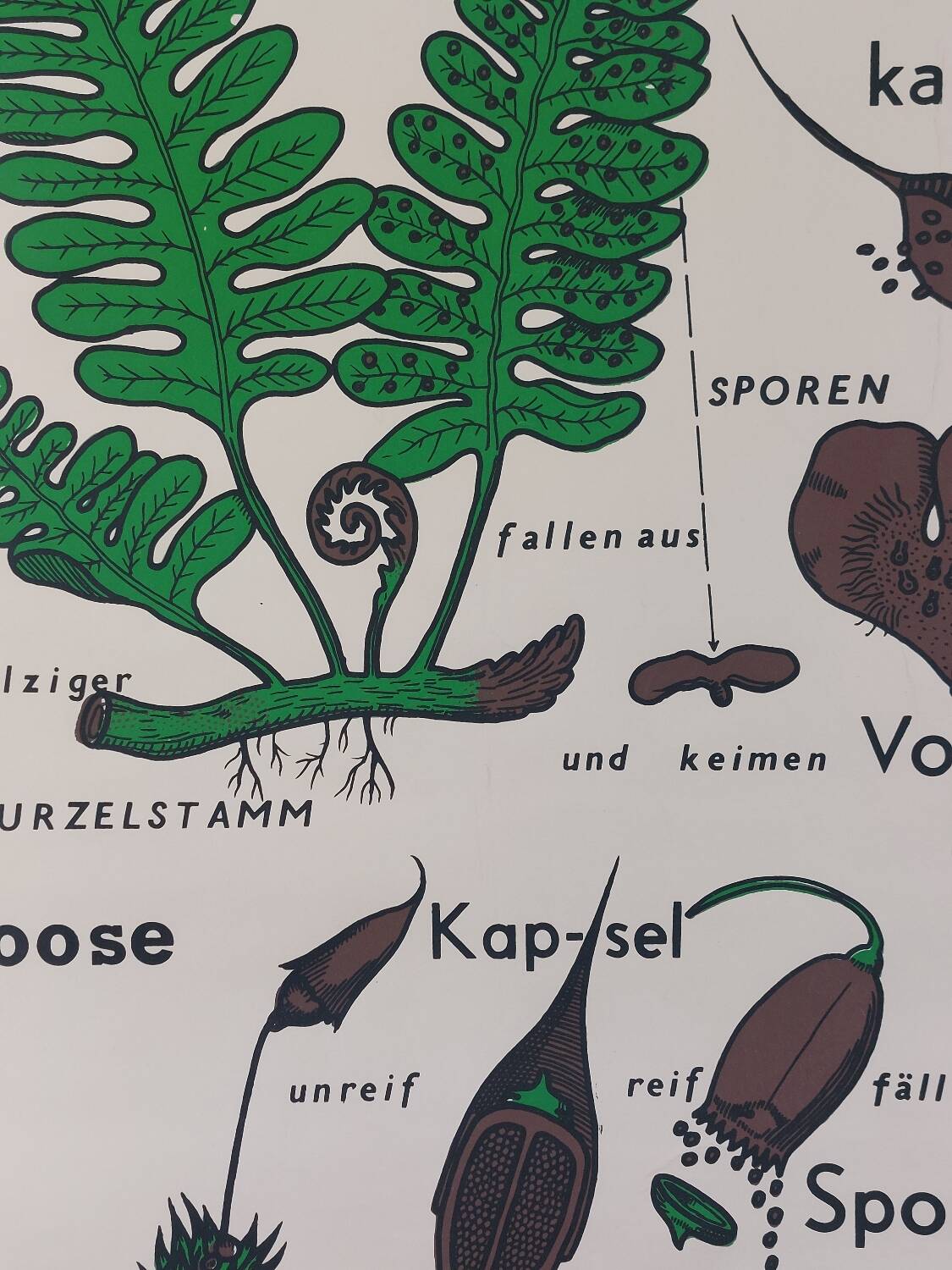 Vintage educational wall hanging roll chart biology