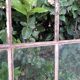Industrial arched metal window L128xH114 19th century glass roof 2 leaves