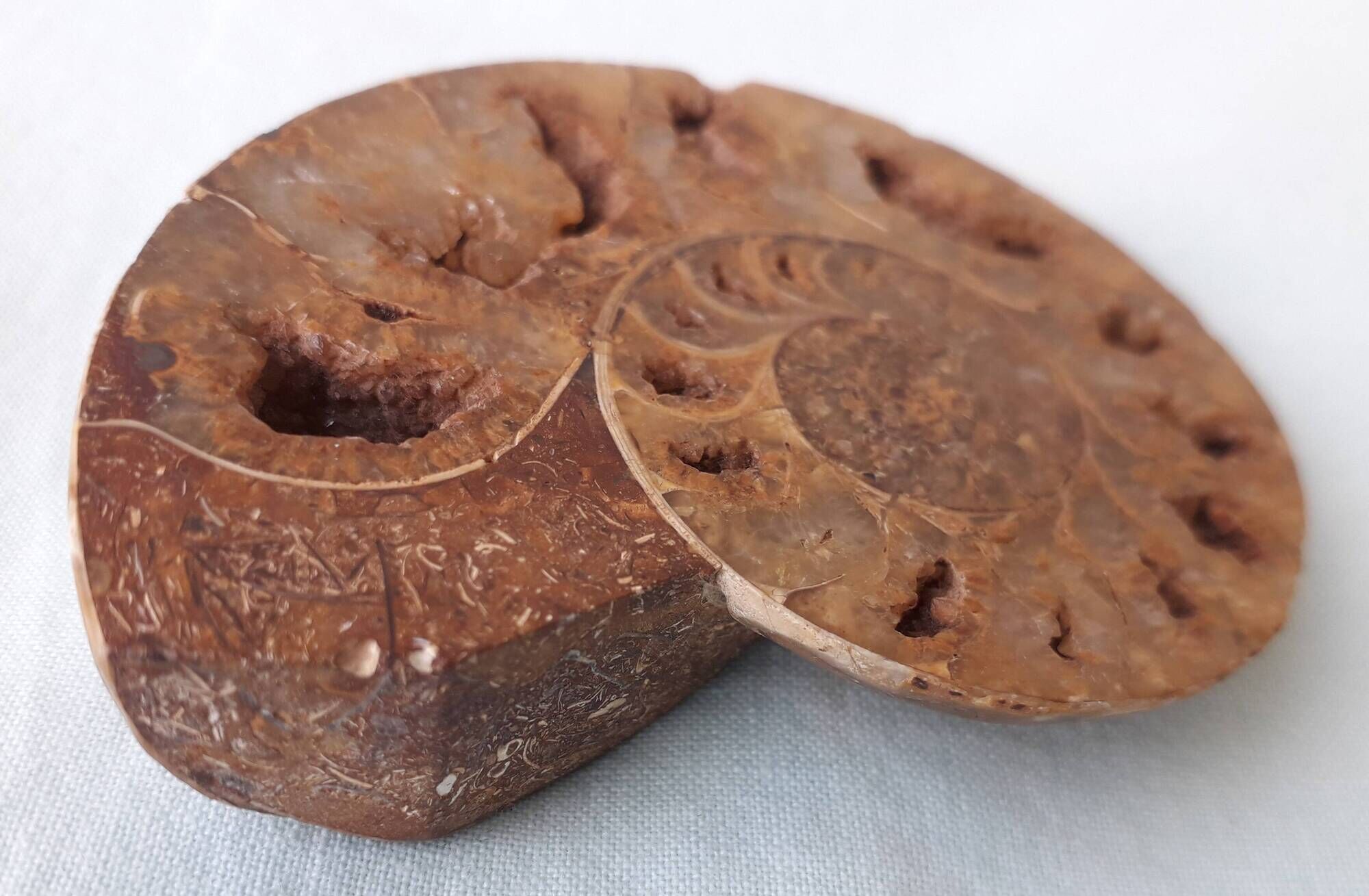 Fossil shell in stone