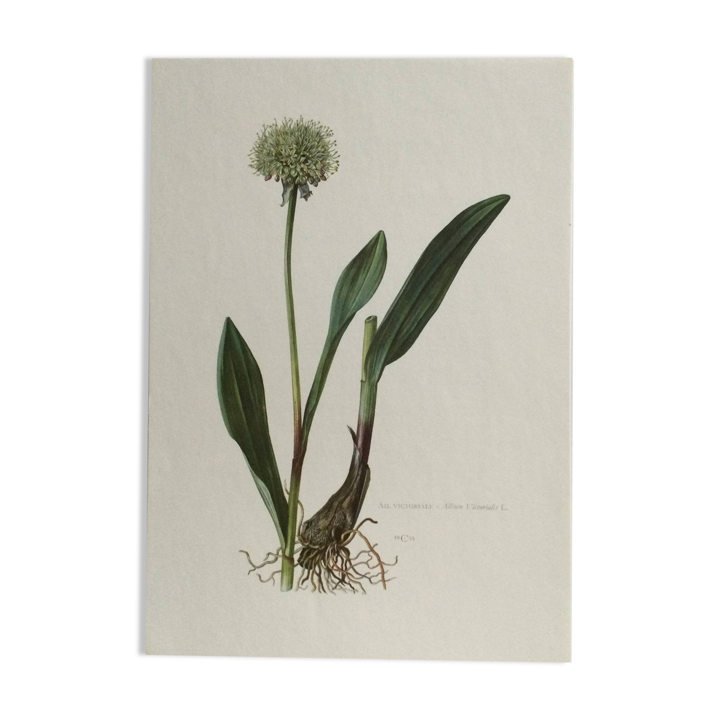 Victorian Garlic Flower Botanical Poster