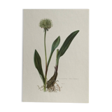 Victorian Garlic Flower Botanical Poster