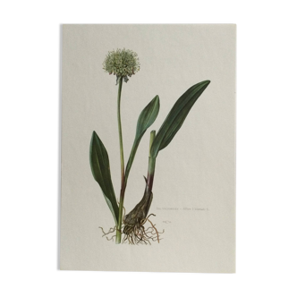 Affiche botanique Fleur Ail victorial