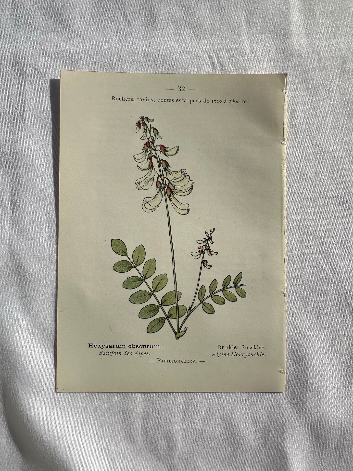 Botanical engraving French flower lithograph naturalist plate 19th century