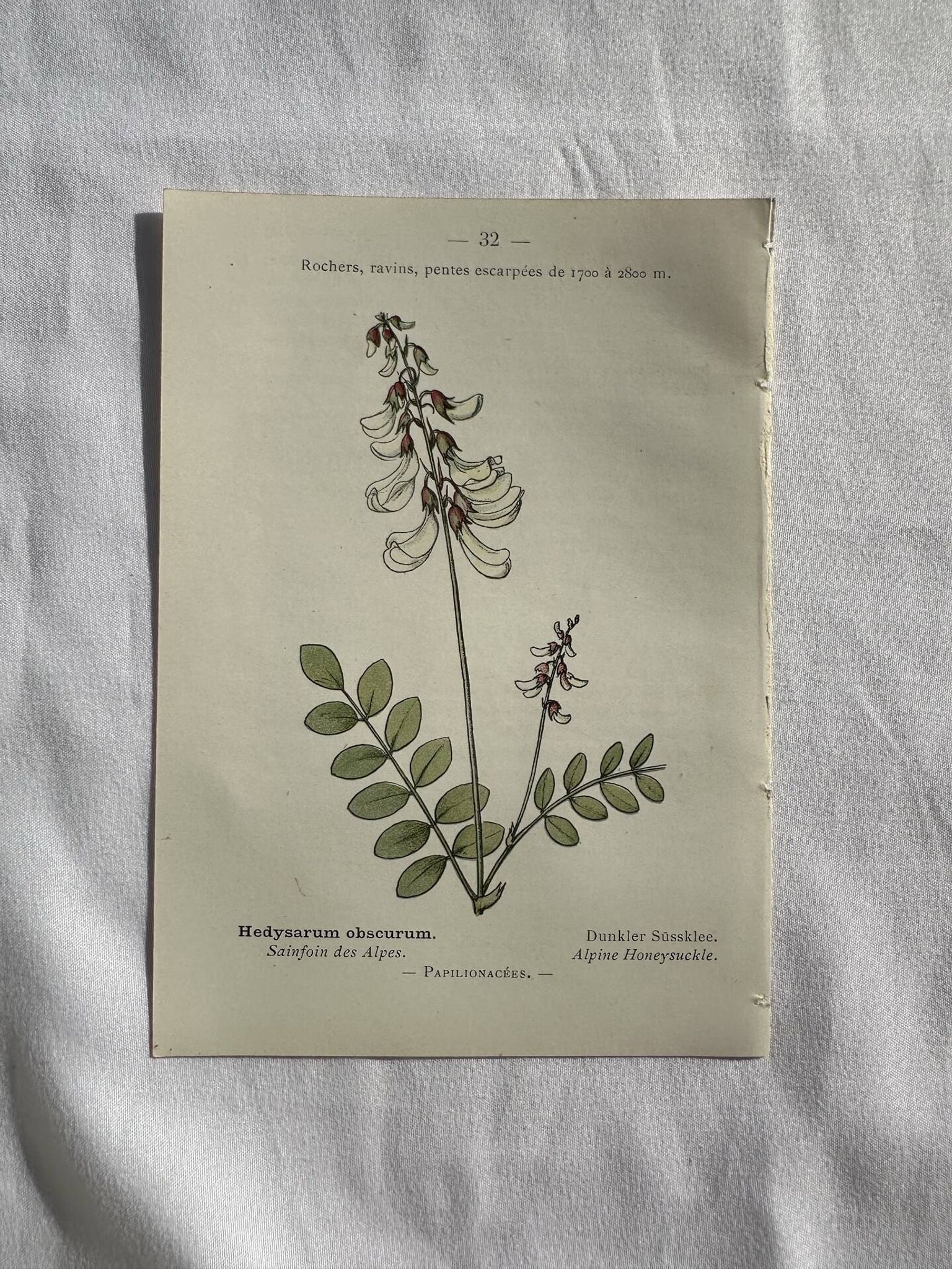 Botanical engraving French flower lithograph naturalist plate 19th century
