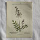 Botanical engraving French flower lithograph naturalist plate 19th century