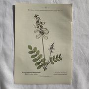 Botanical engraving French flower lithograph naturalist plate 19th century