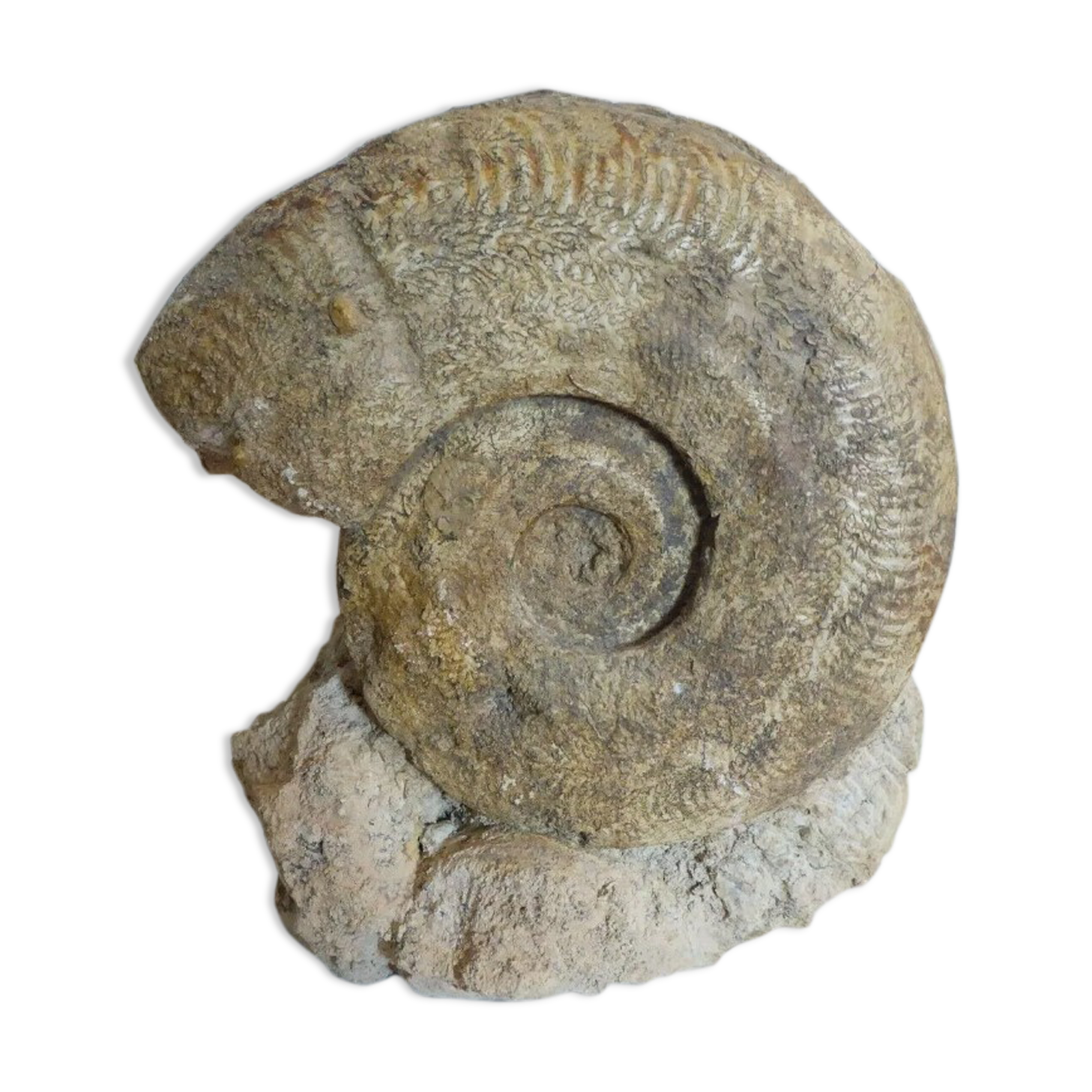 Fossil ammonite curiosity cabinet