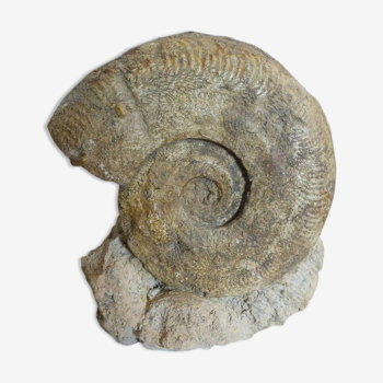 Ammonite fossile cabinet de curiosité
