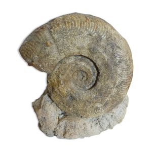 Ammonite fossile cabinet de curiosité