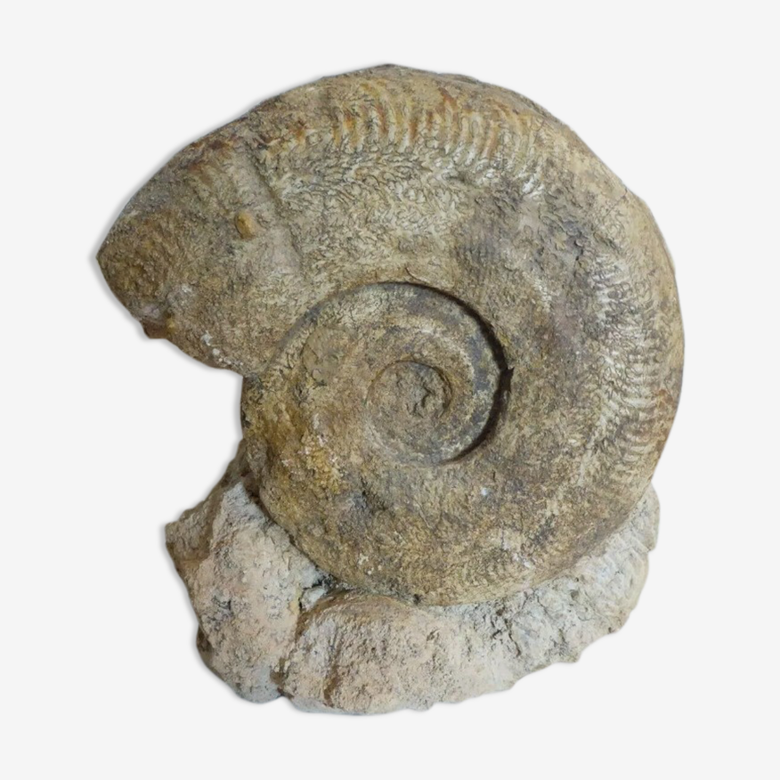 Ammonite fossile cabinet de curiosité | Selency