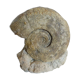 Fossil ammonite curiosity cabinet