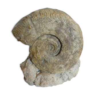 Fossil ammonite curiosity cabinet