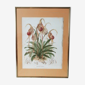 Framed botanical orchid poster