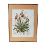 Affiche botanique orchidée