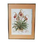 Affiche botanique orchidée