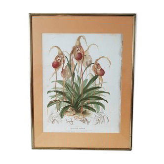 Affiche botanique orchidée
