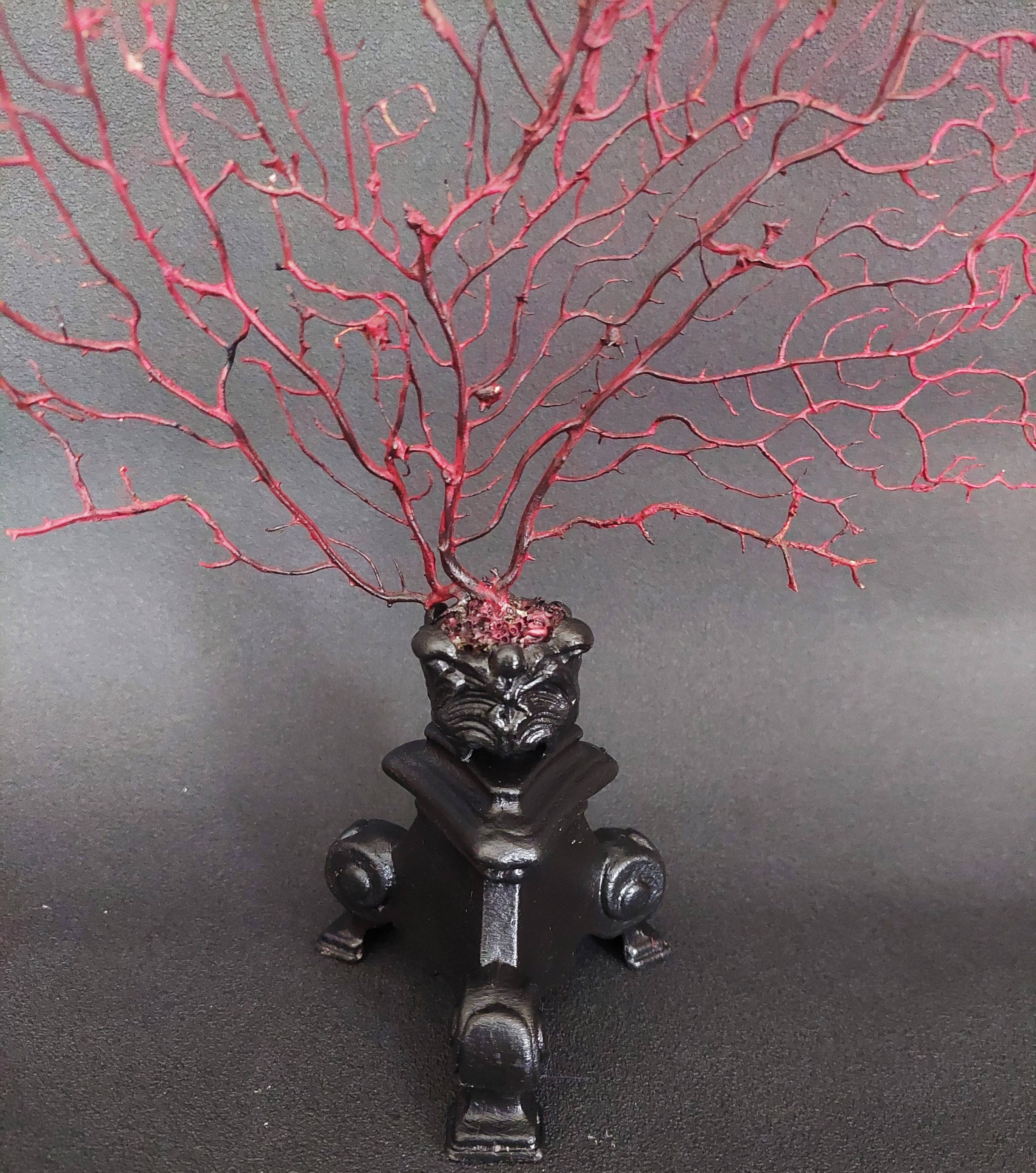Cabinet de Curiosités gorgone rouge paramuricea clavata sur socle