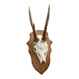 Hunting trophies