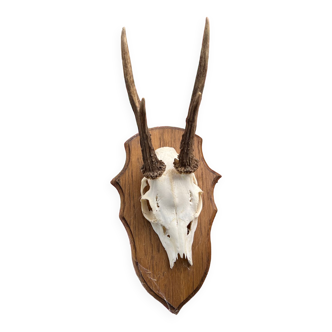 Hunting trophies