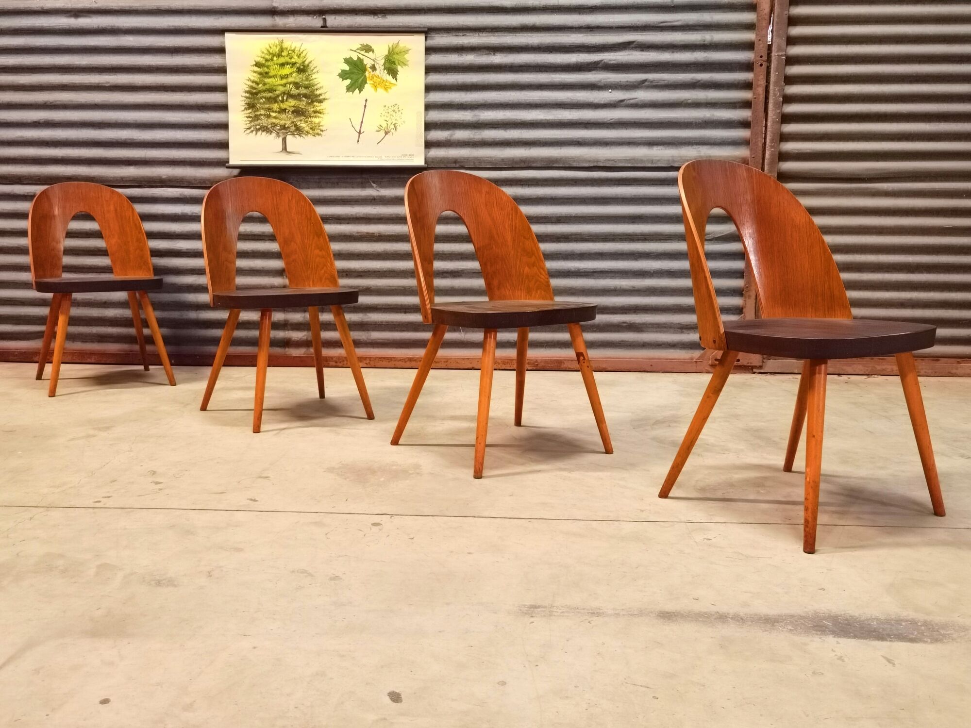 Set of 4 Antonin Suman chairs for Tatra Nabytok 1960