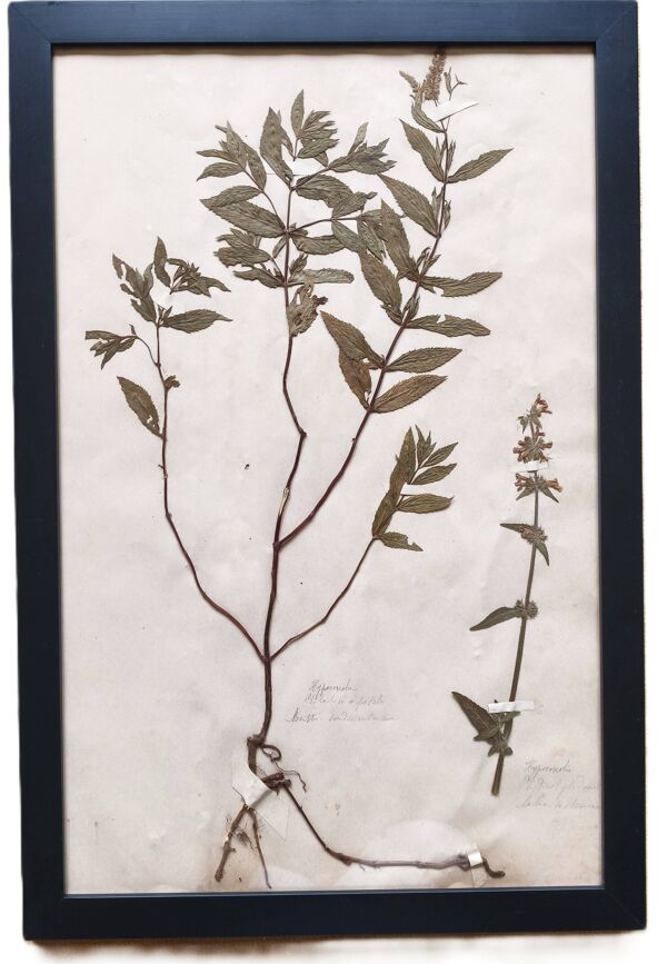 Herbiers anciens encadrés, lot de 4