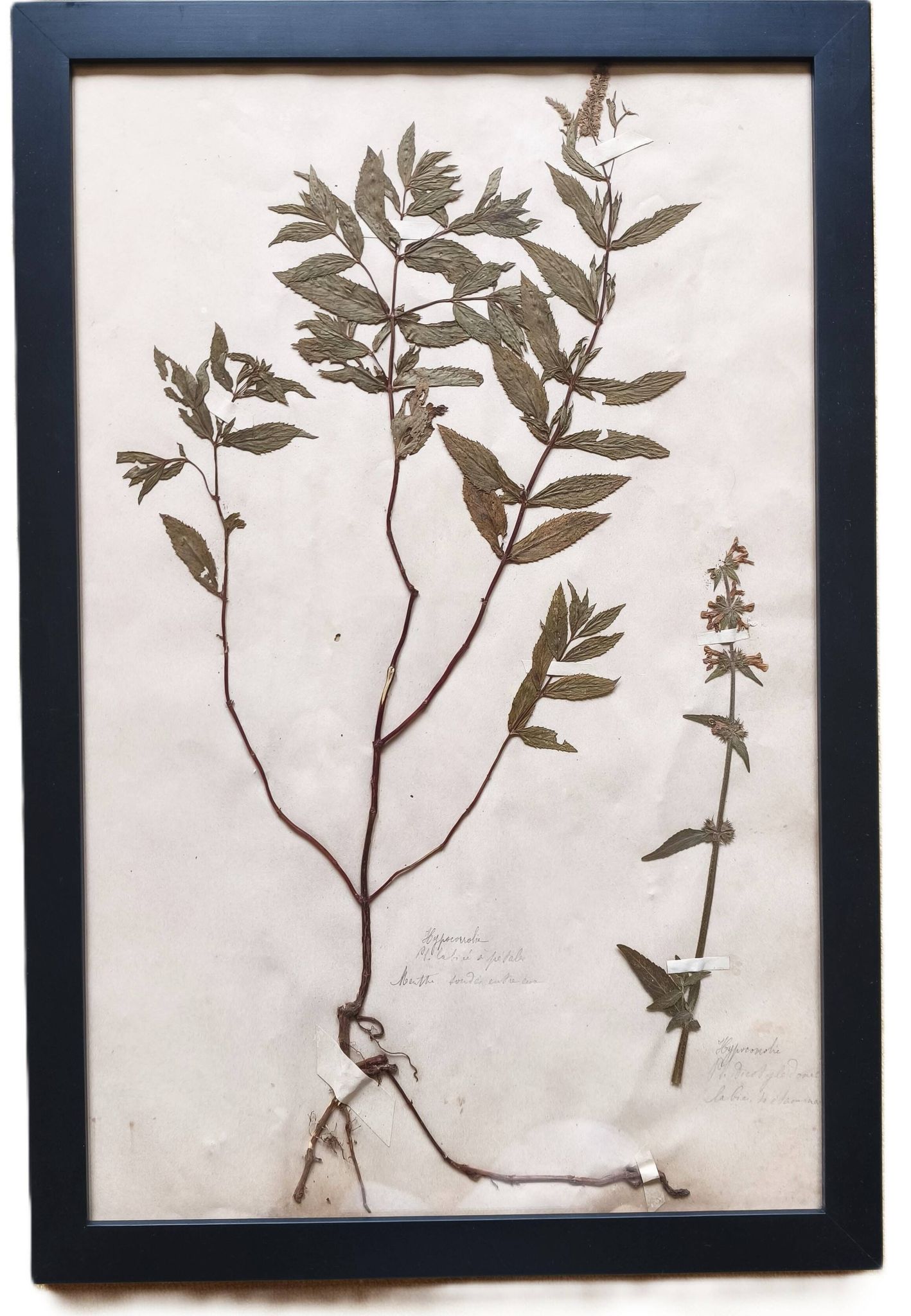 Herbiers anciens encadrés, lot de 4